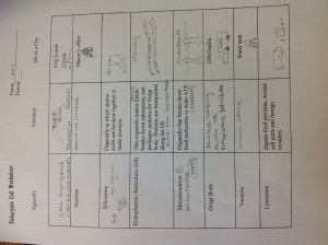 cell city worksheet