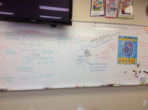 cellmembrane