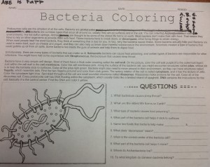 bacteria coloring