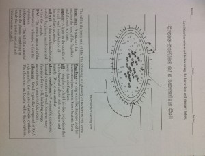 crosssectionbacteruimcell