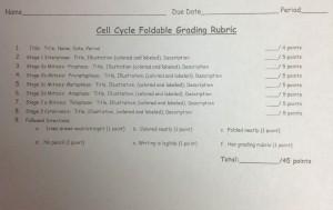 Cell Cycle rubric