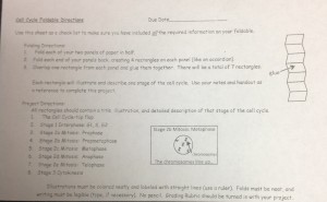 cell cycle foldable instructions