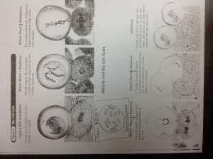 cell cycle print out